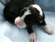 1. Tri boy Breeze 4 days old